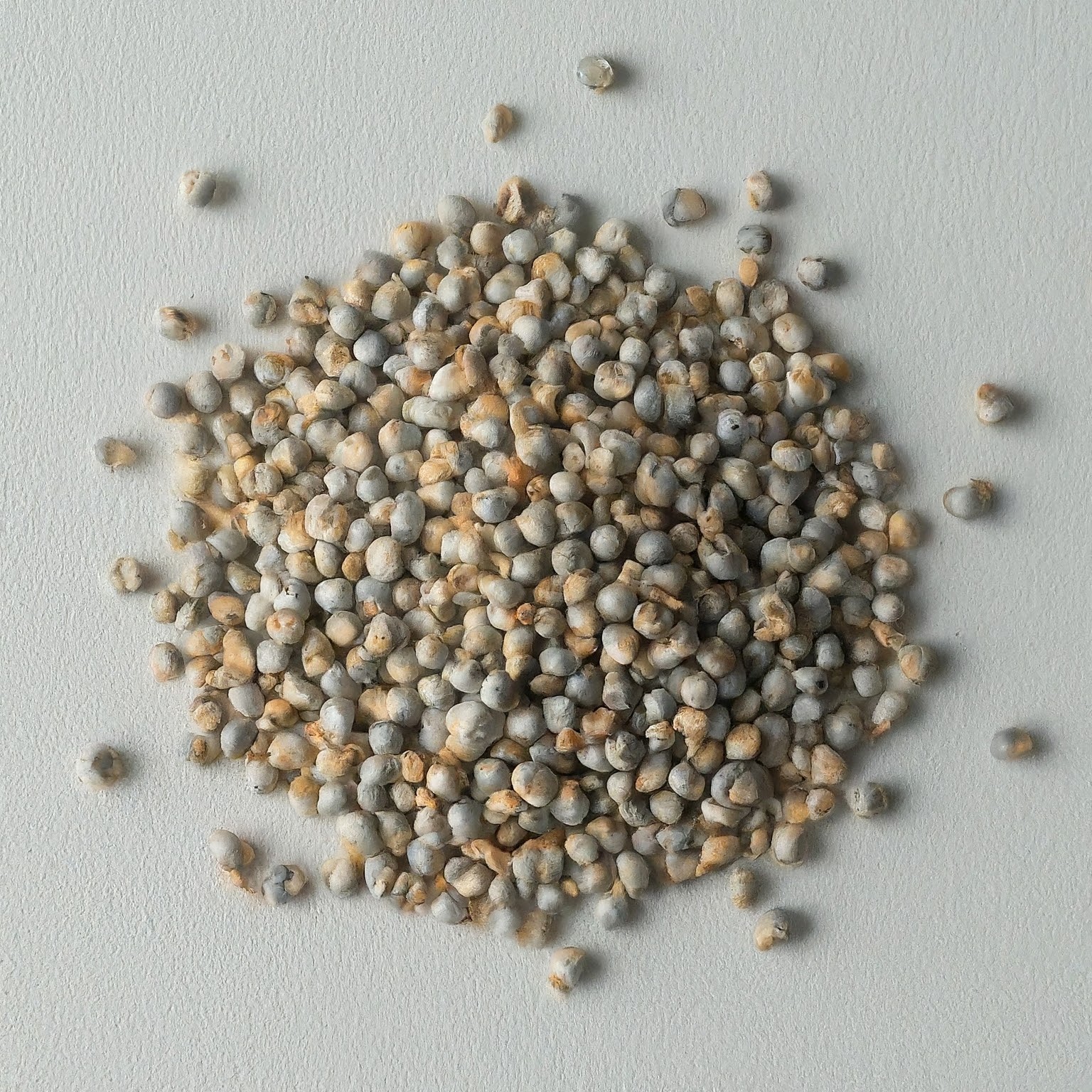 Bajra (Pearl Millet)