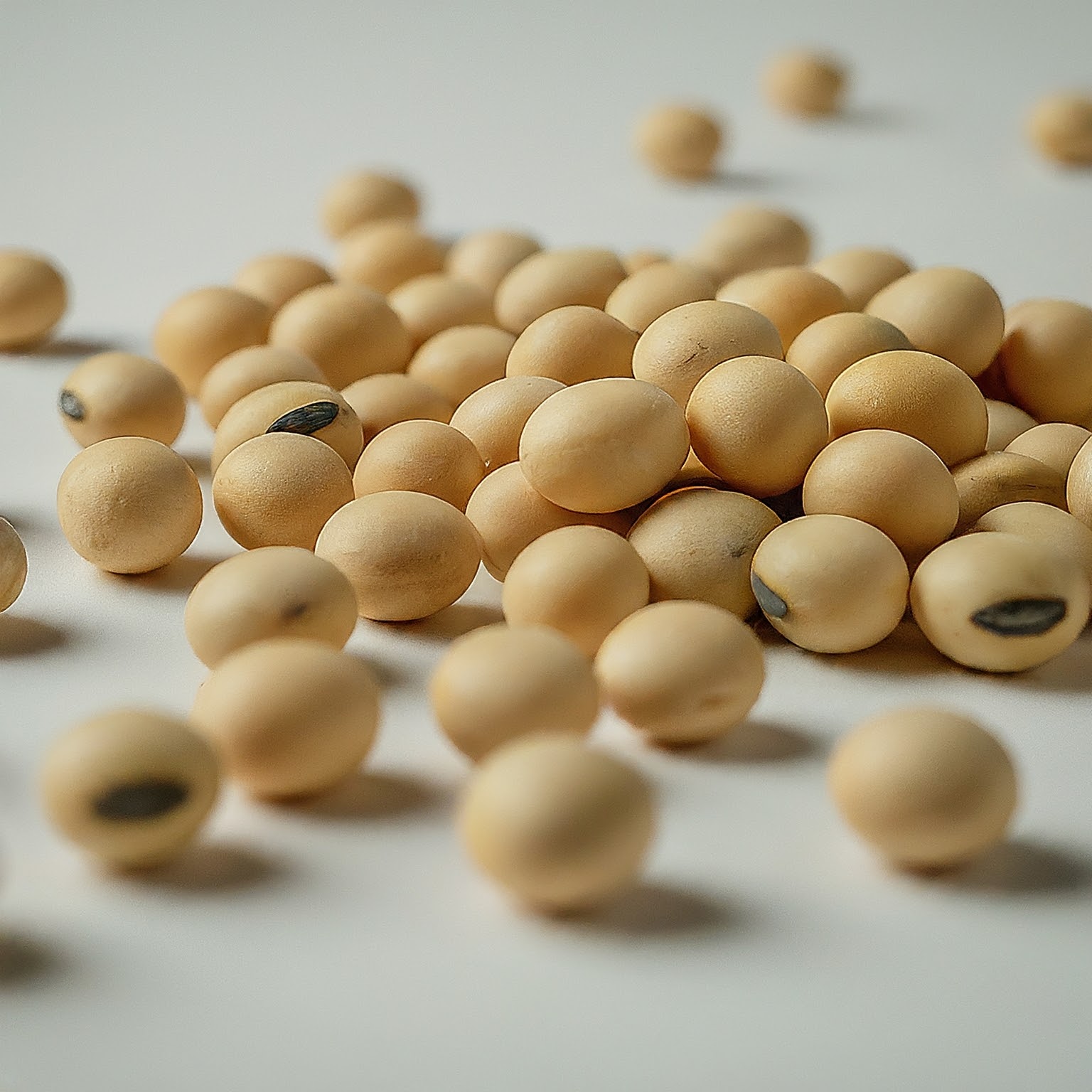 Soybean Seeds