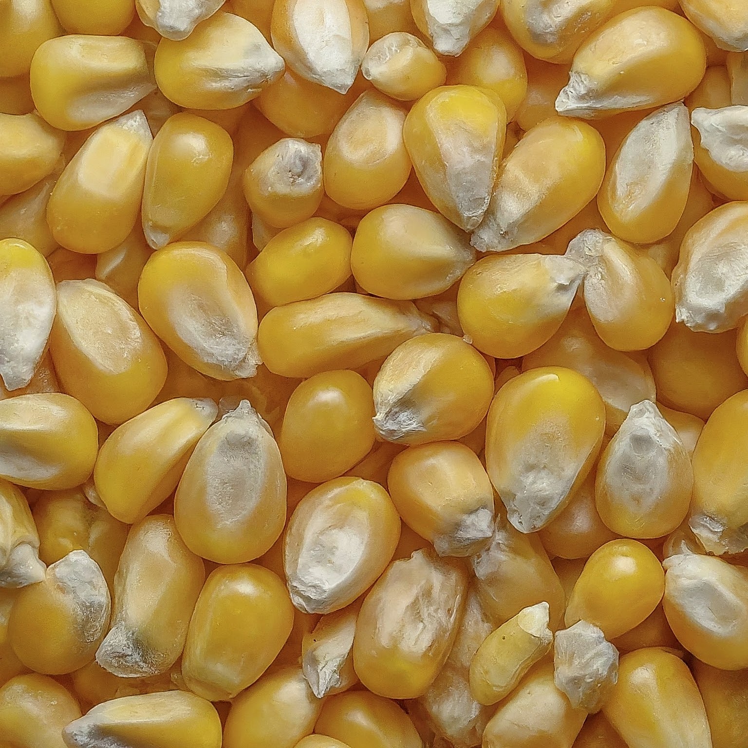 Maize